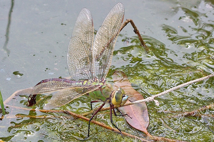 A. imperator femmina